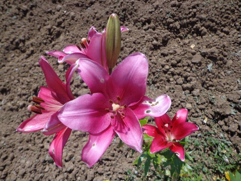  - FLORI DE GRADINA 2017