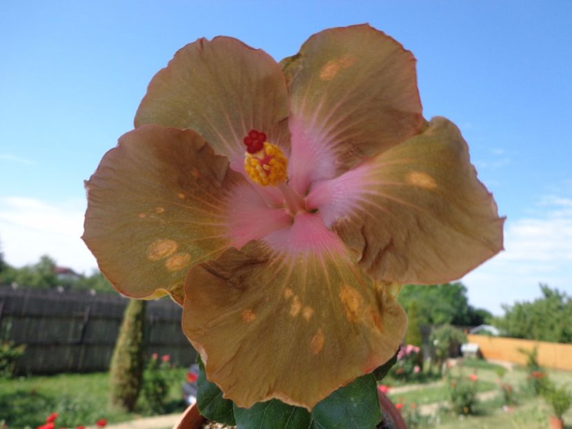  - HIBISCUS TAIWAN GOLD DIGGER