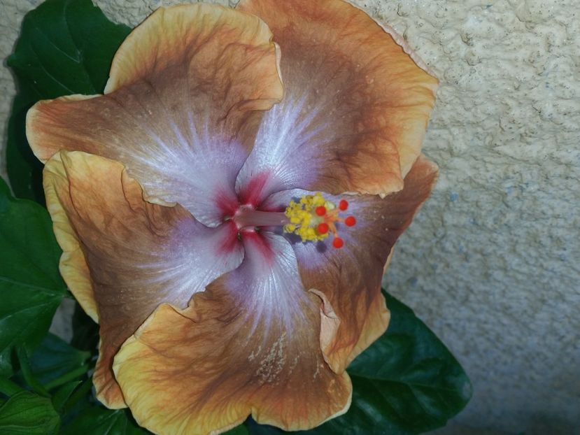 Tahitian sophistication - Hibiscusi 2017