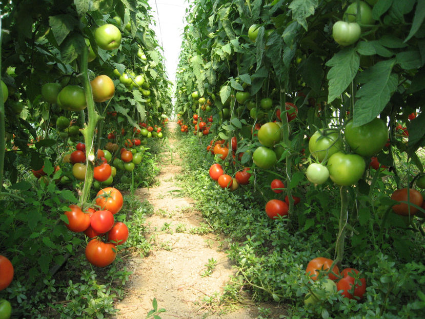  - imagini 10 iulie 2017