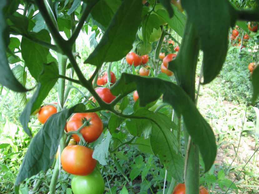  - imagini 10 iulie 2017