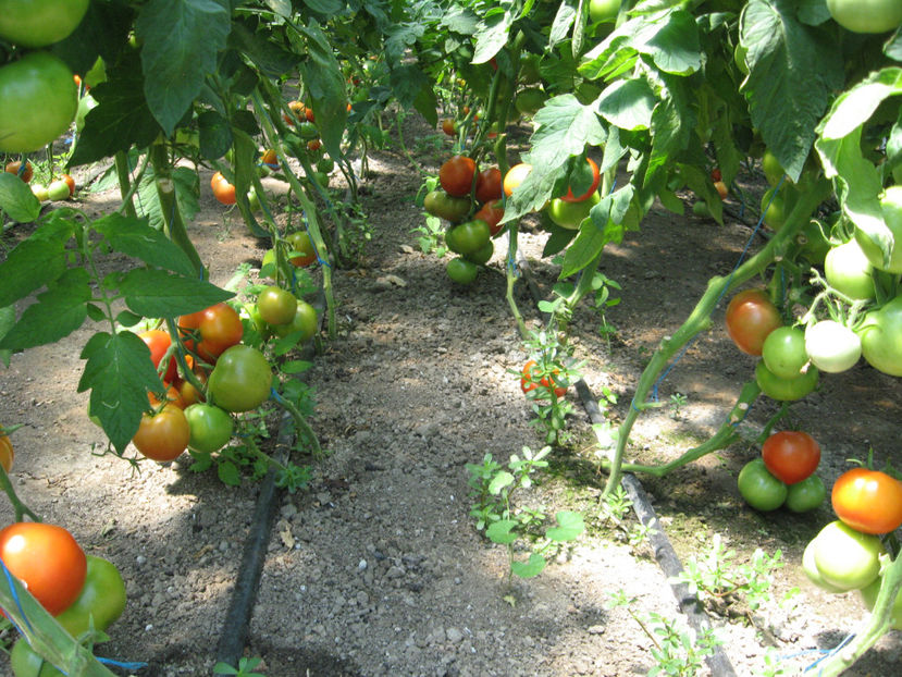  - imagini 10 iulie 2017