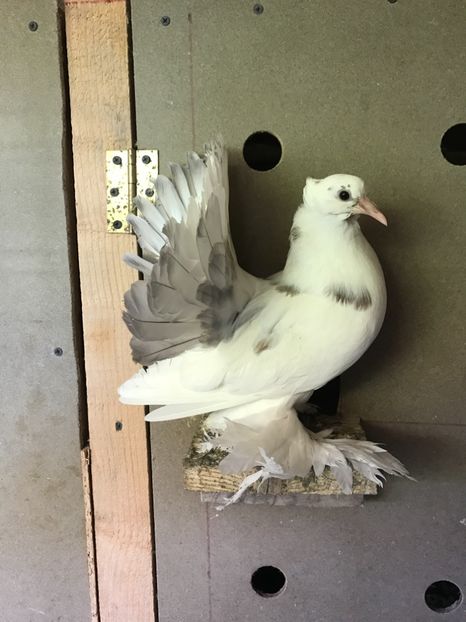  - Pui voltati indieni 2017