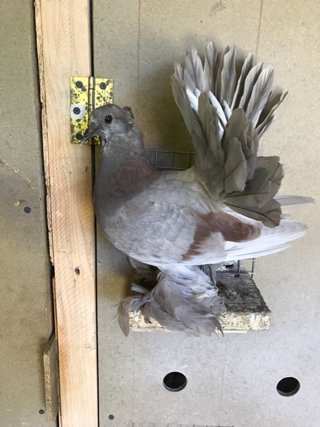  - Pui voltati indieni 2017