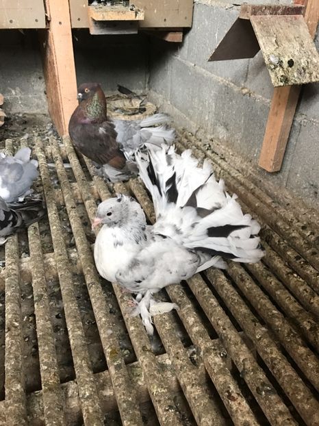  - Pui voltati indieni 2017