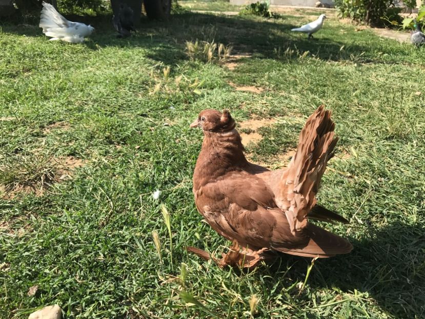  - Pui voltati indieni 2017