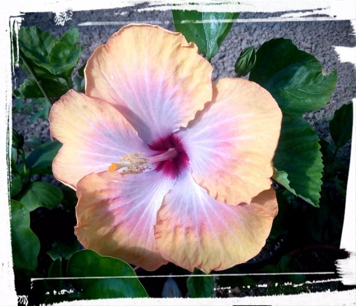 Fifth Dimension - H - Hibiscusi