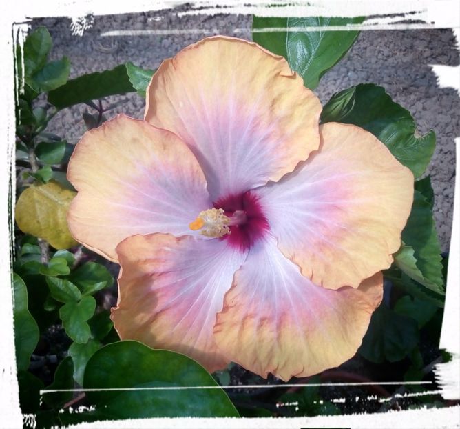Fifth Dimension - H - Hibiscusi