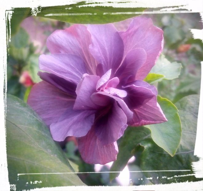 Blue Diamond - H - Hibiscusi