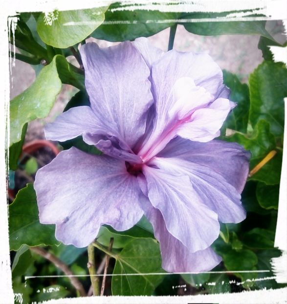 Blue Diamond - H - Hibiscusi