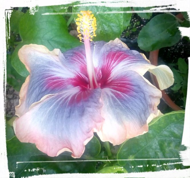 Trademark - H - Hibiscusi