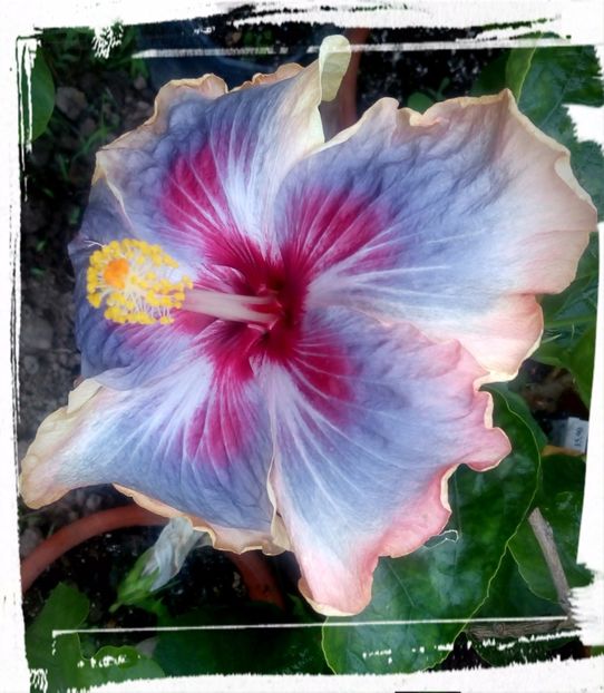 Trademark - H - Hibiscusi