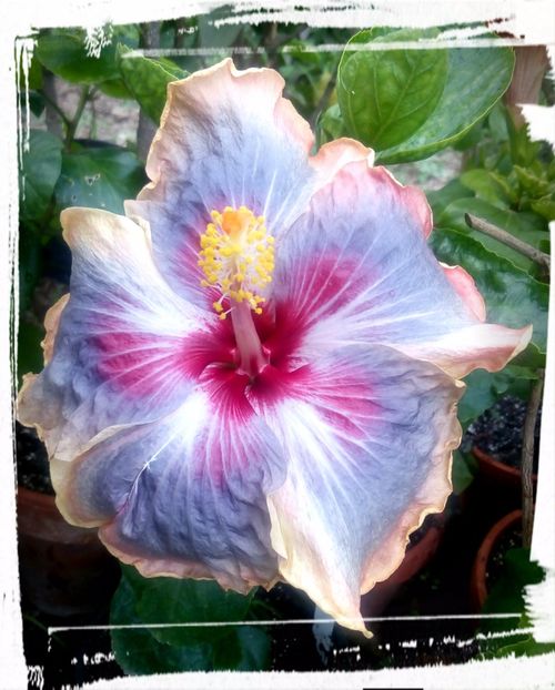 Trademark - H - Hibiscusi