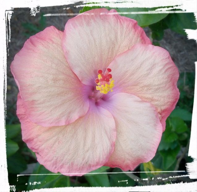 Rusty Pastel - H - Hibiscusi