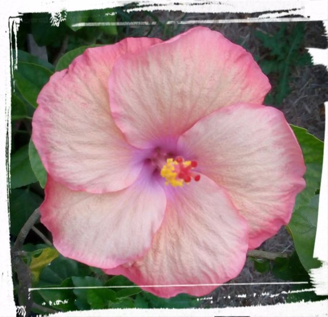 Rusty Pastel - H - Hibiscusi