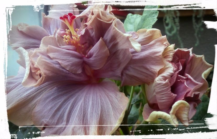 Stormy Days - H - Hibiscusi