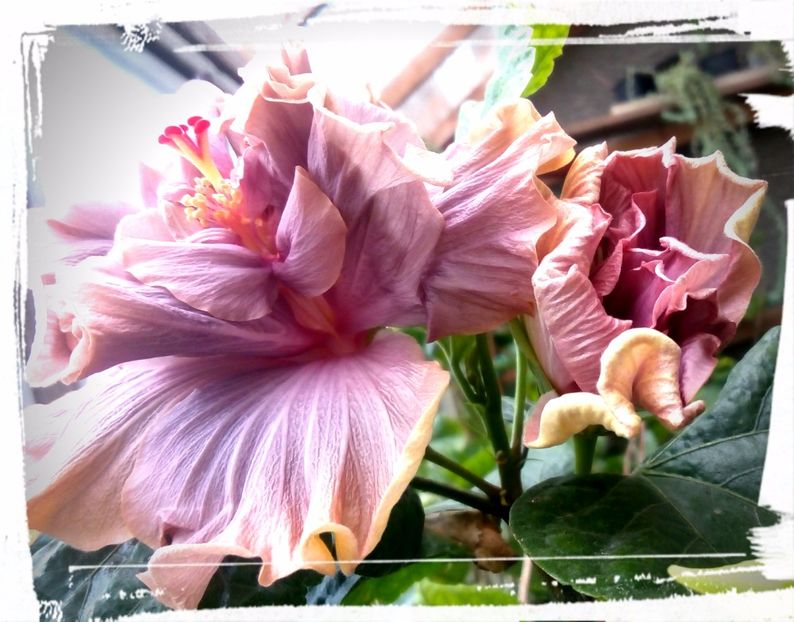 Stormy Days - H - Hibiscusi