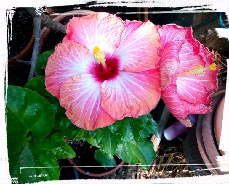 Chariots of Fire - H - Hibiscusi