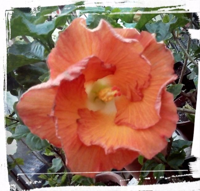 Hot Paprika - H - Hibiscusi