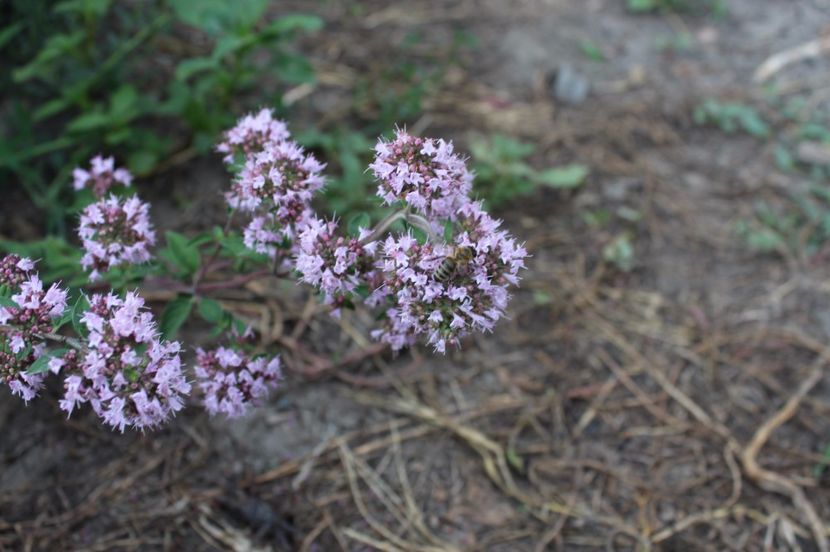 Salvia - Diverse plante