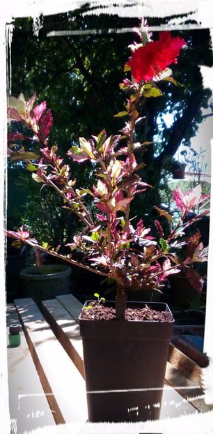 Red Hot - H - Hibiscusi
