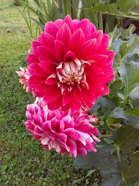  - AAAA_DALII 2015_2017_2018_2019_2020_2023