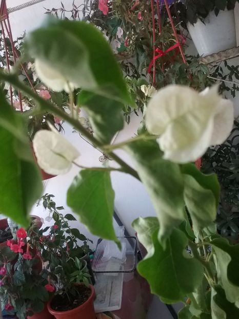  - Bougainvillea alba