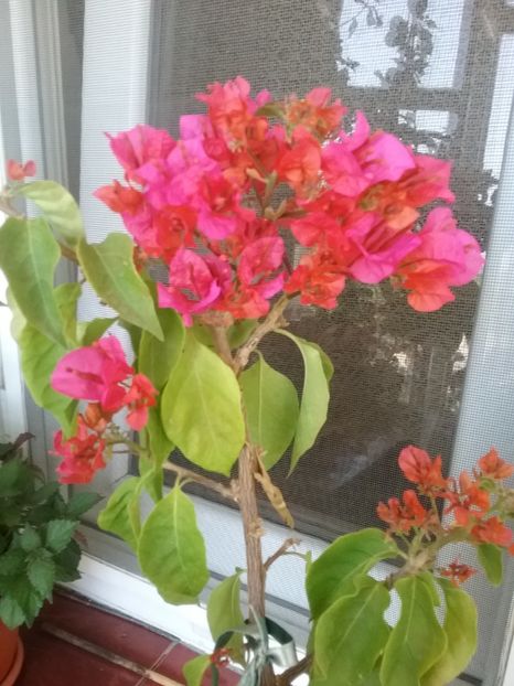  - Bougainvillea Barbara Karst