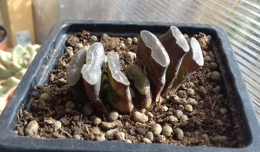 Haworthia truncata - Haworthia