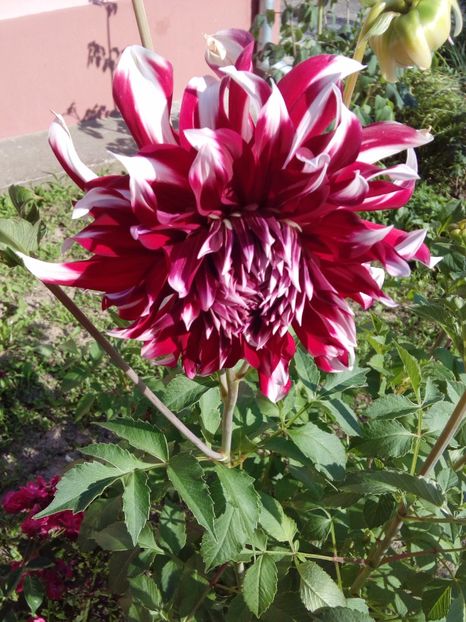  - AAAA_DALII 2015_2017_2018_2019_2020_2023