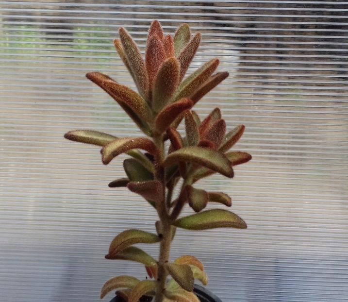 Kalanchoe tomentosa chocolate - Kalanchoe