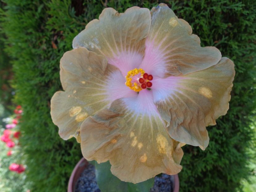  - HIBISCUS TAIWAN GOLD DIGGER