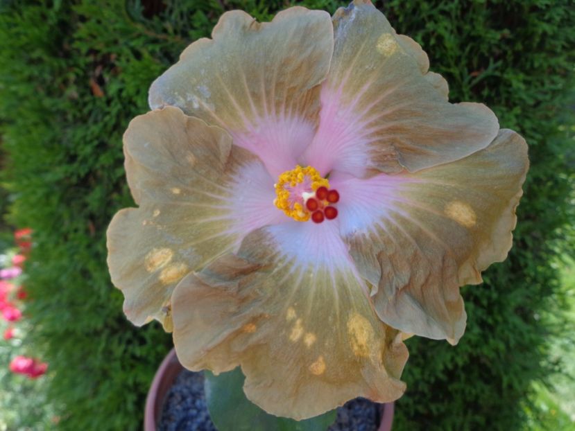  - HIBISCUS TAIWAN GOLD DIGGER