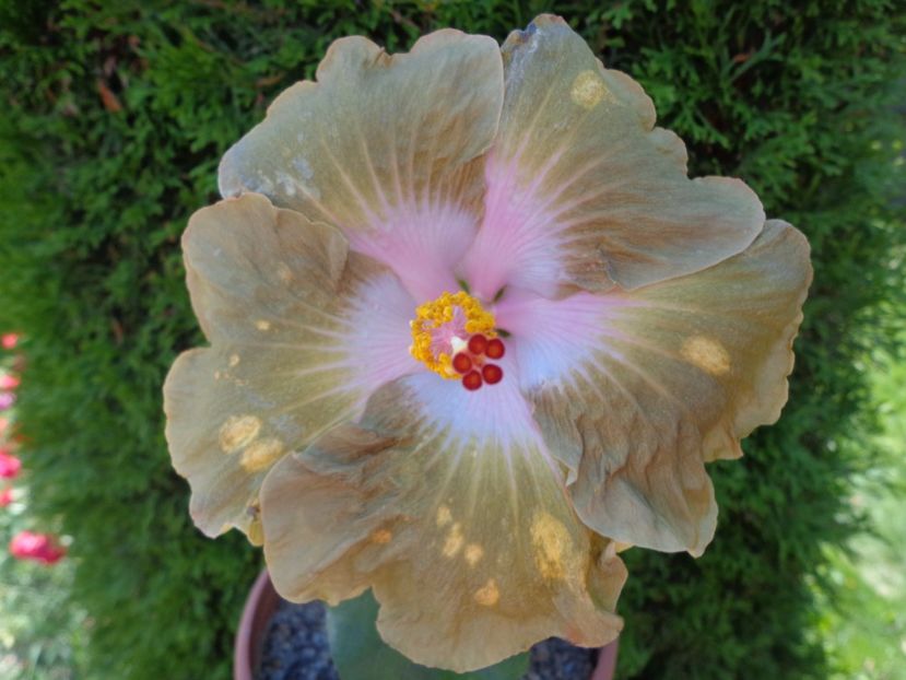  - HIBISCUS TAIWAN GOLD DIGGER
