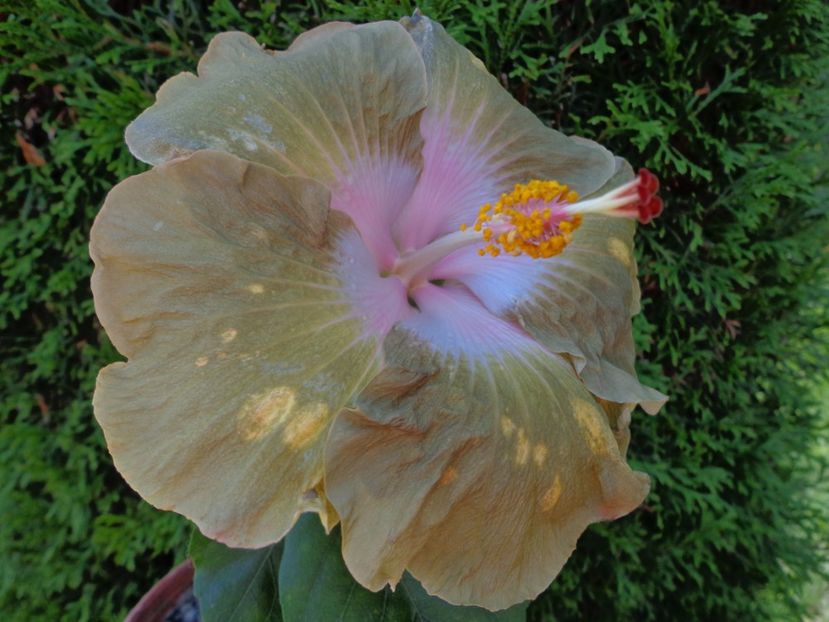 TAIWAN GOLD DIGGER - A- HIBISCUS 2017
