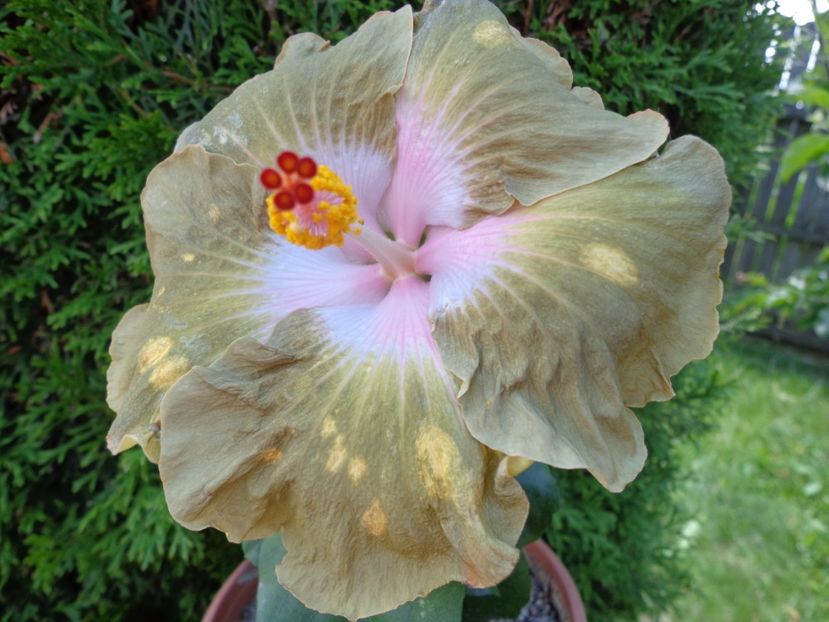  - A- HIBISCUS 2017