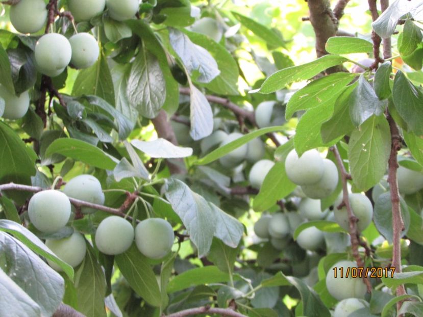  - DIN GRĂDINA DE FLORI ȘI LEGUME - 2017