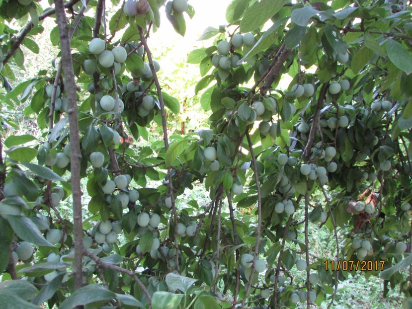  - DIN GRĂDINA DE FLORI ȘI LEGUME - 2017