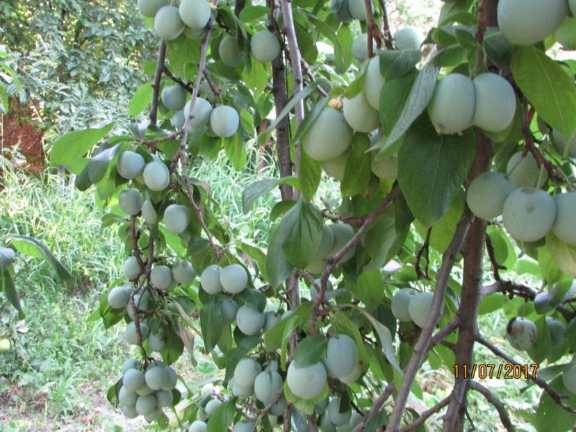  - DIN GRĂDINA DE FLORI ȘI LEGUME - 2017