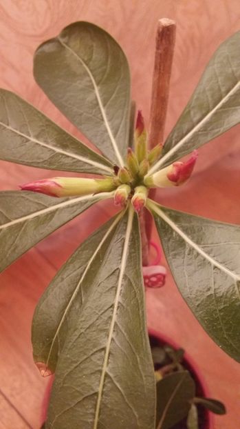 1499791645340-1253065150 - 2017 ADENIUM