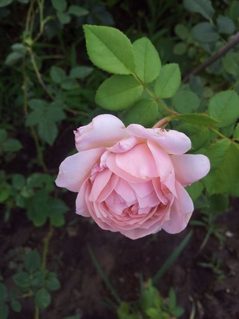  - The Alnwick Rose