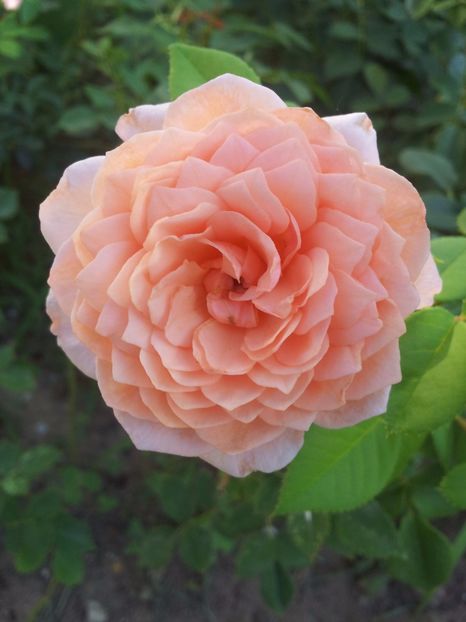  - The Alnwick Rose