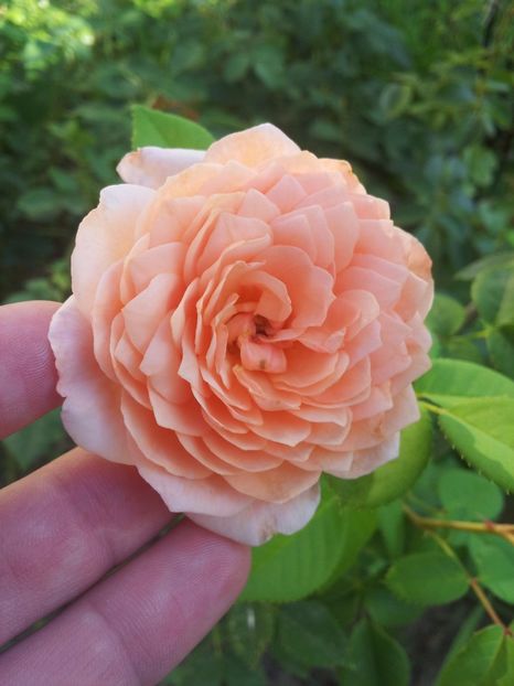  - The Alnwick Rose