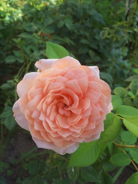  - The Alnwick Rose