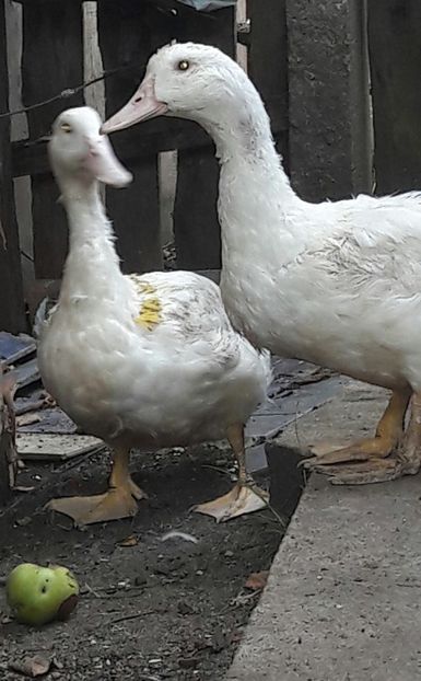 3 luni - 5 Rate MULARD