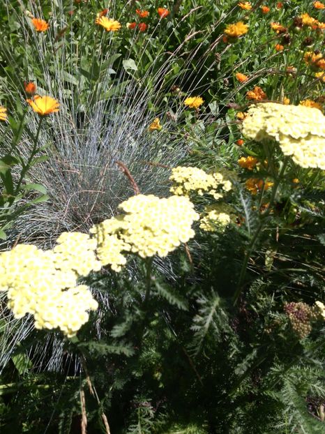  - 01-Flori din curtea mea 2017