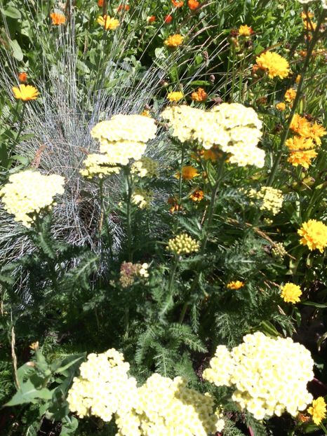  - 01-Flori din curtea mea 2017