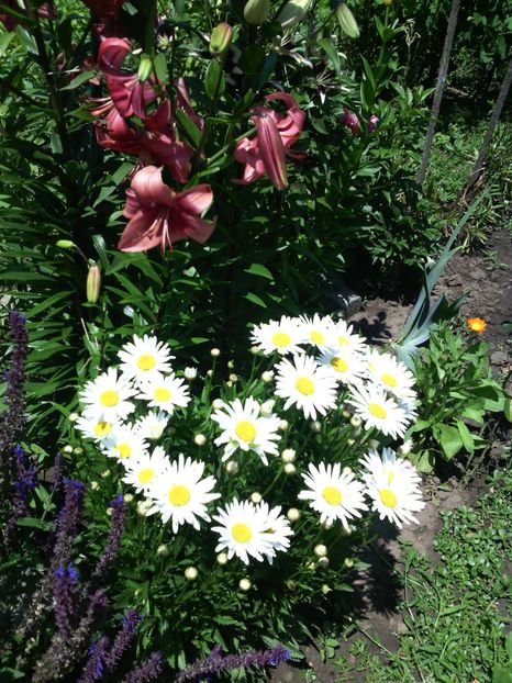  - 01-Flori din curtea mea 2017