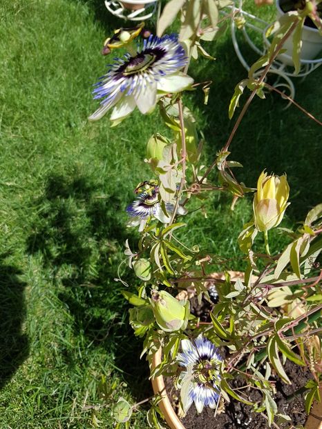 Passiflora caerulea - Iulie 2017