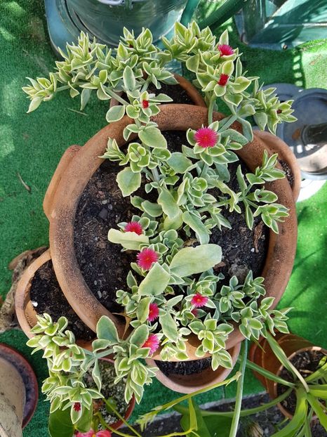 Nu stiu cum ii zice dar ii place soarele-Aptenia cordifolia variegata - Iulie 2017